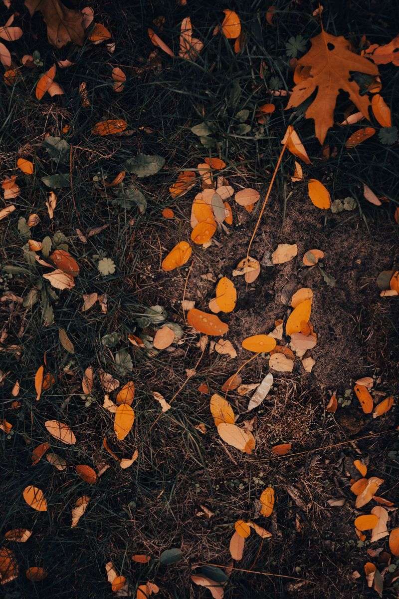 Mulch Fallen Leaves Instead Of Bagging Them