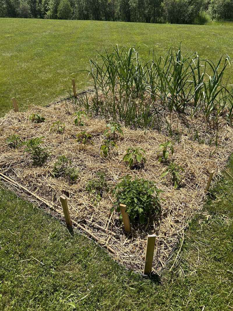 Mulch Finishes The Job After Planting