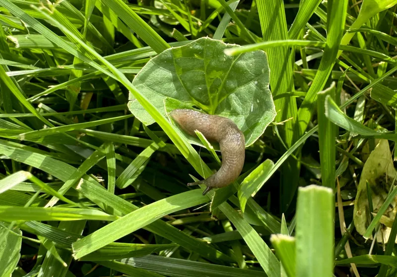 Mulch Gives Slugs Daytime Hiding Places
