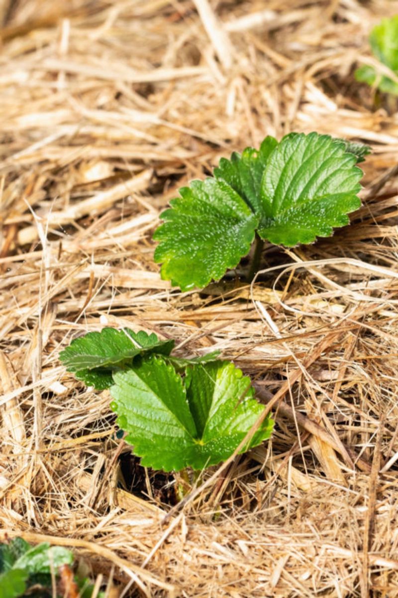 Mulch Heavily To Protect Young Crowns Mulch Heavily To Protect Young Crowns