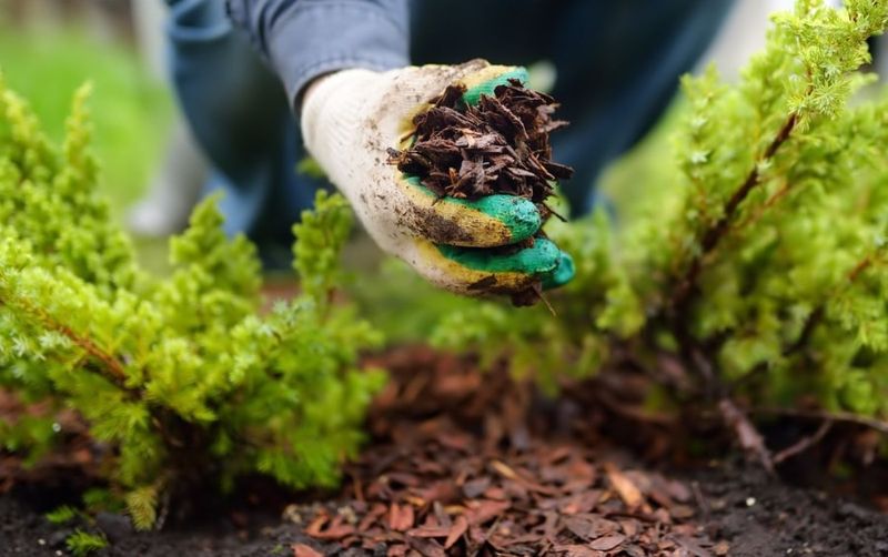Mulch Helps Hold On To The Water You Give