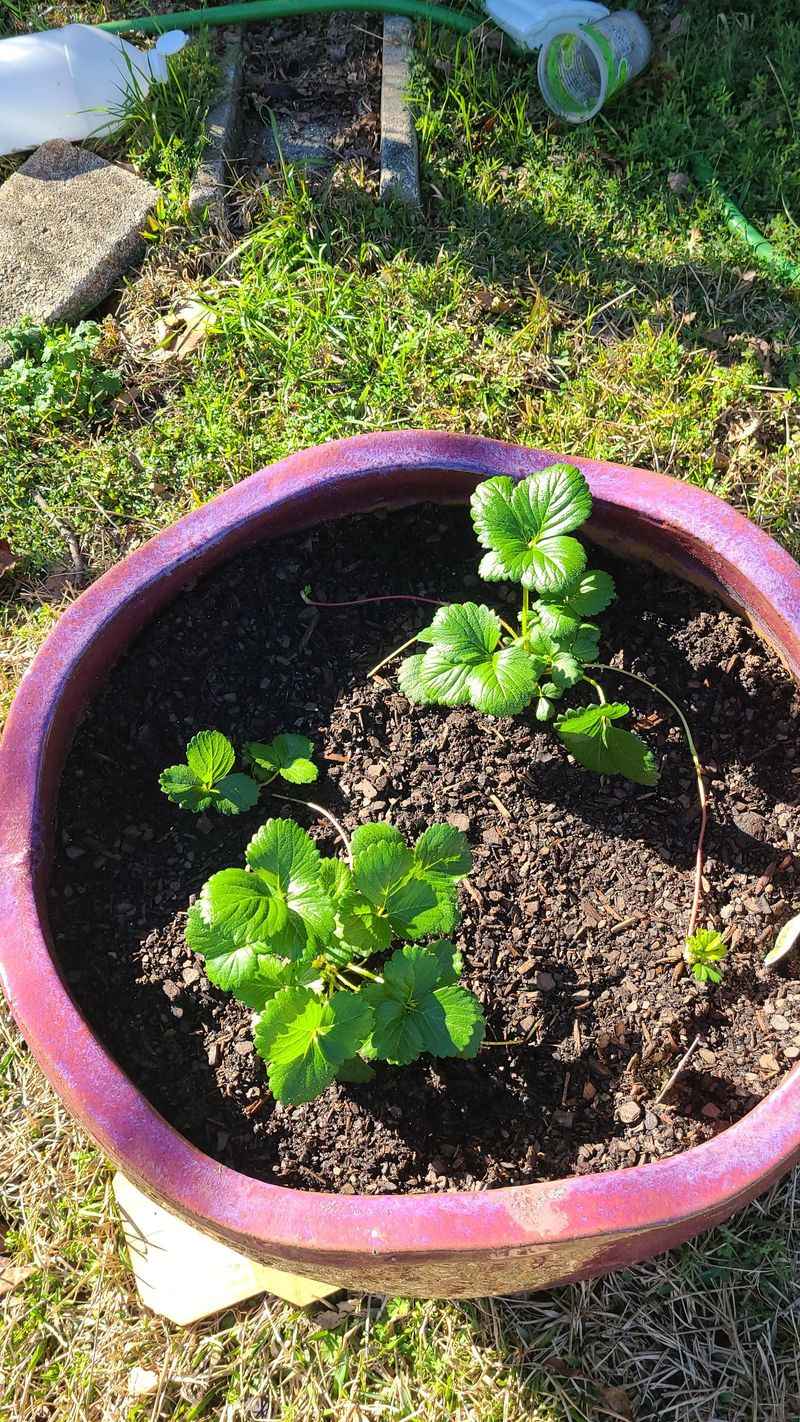 Mulch Helps Prevent Frost Heaving Mulch Helps Prevent Frost Heaving