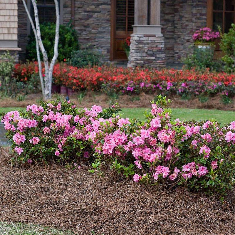 Mulch Helps Protect Shallow Roots As Temperatures Drop