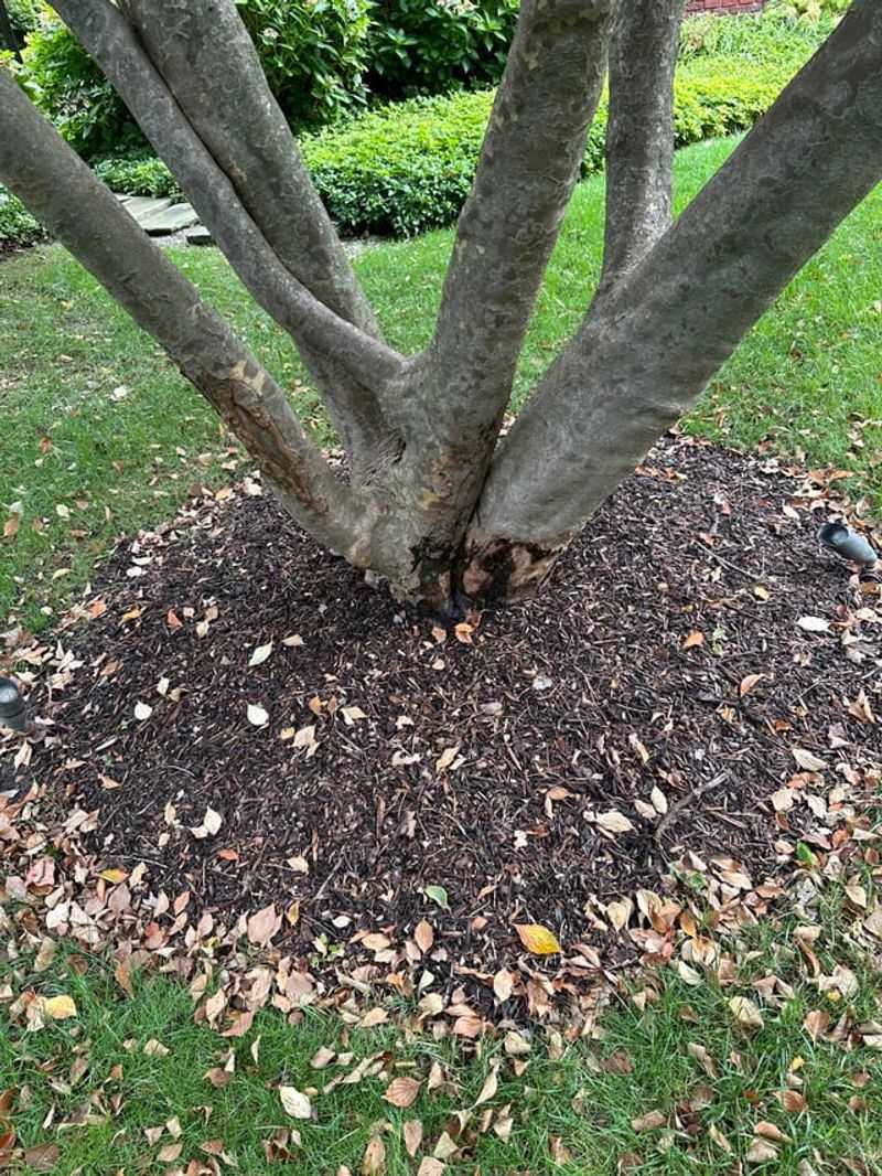 Mulch Holds Moisture Around The Roots Mulch Holds Moisture Around The Roots
