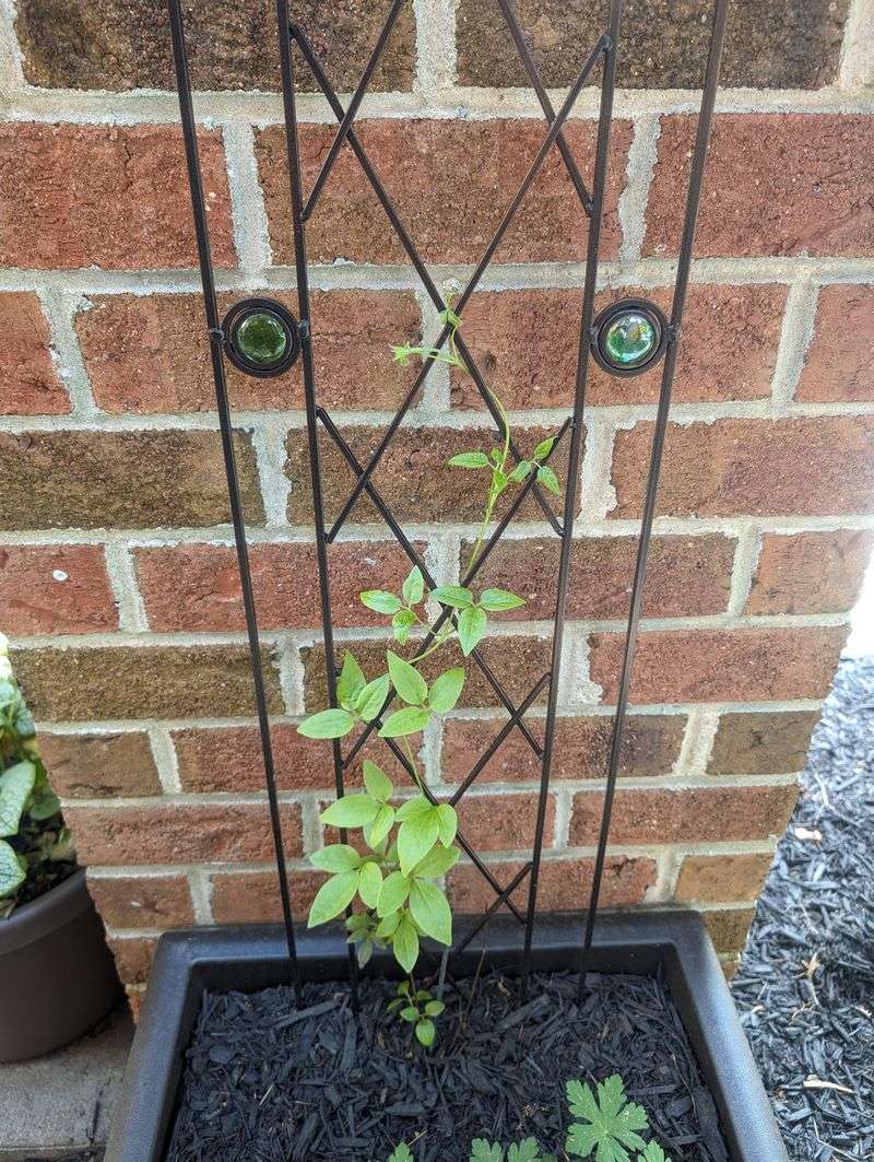 Mulch In Fall Then Feed After Pruning Mulch In Fall Then Feed After Pruning