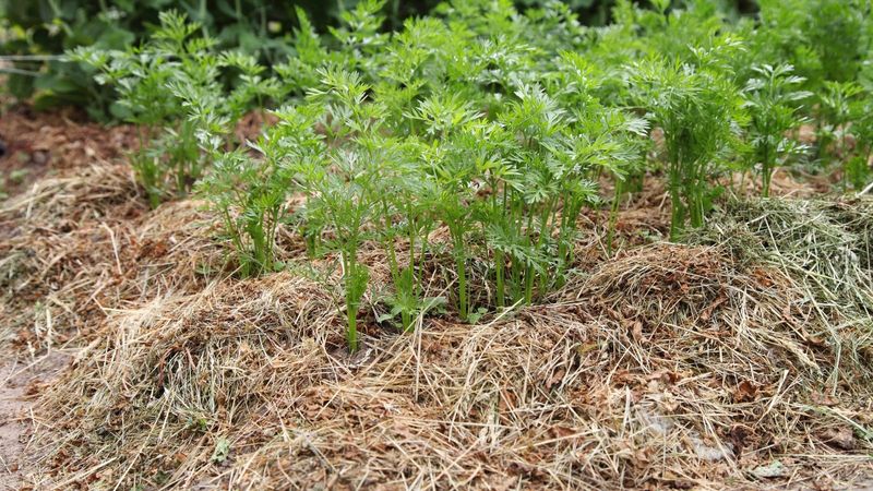 Mulch Keeps Soil Moisture Steady