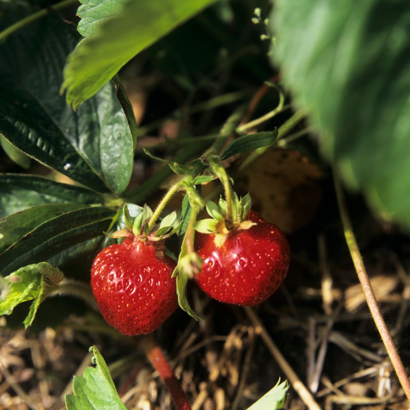 Mulch Keeps Strawberries Clean Mulch Keeps Strawberries Clean