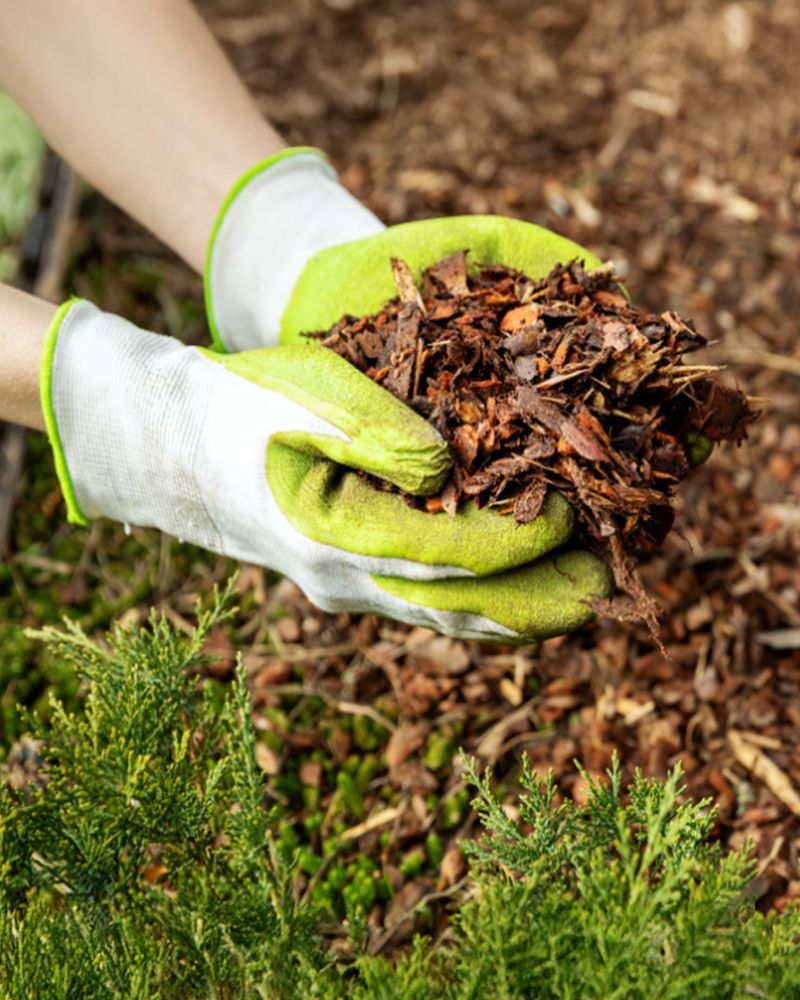 Mulch Low Plants For Extra Protection