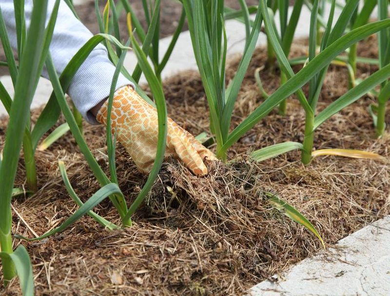 Mulch Once The Soil Cools Down Mulch Once The Soil Cools Down