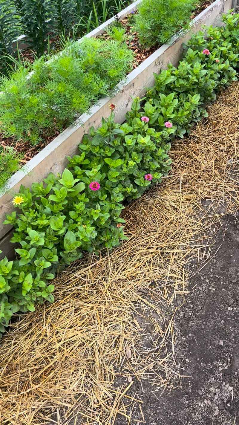 Mulch Piled Against Plants Gives Easy Access