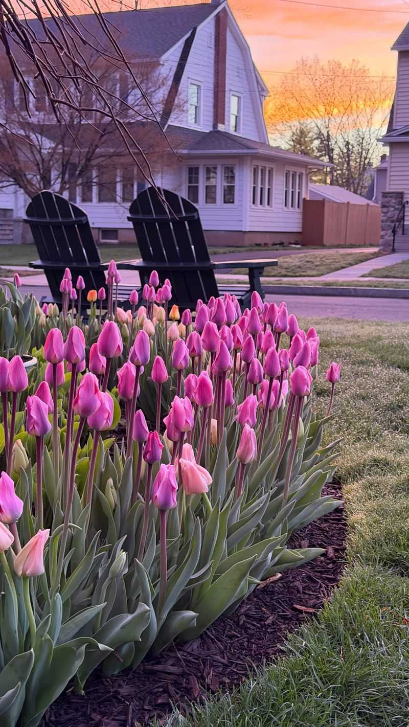 Mulch Plus Drainage For Years Of Color