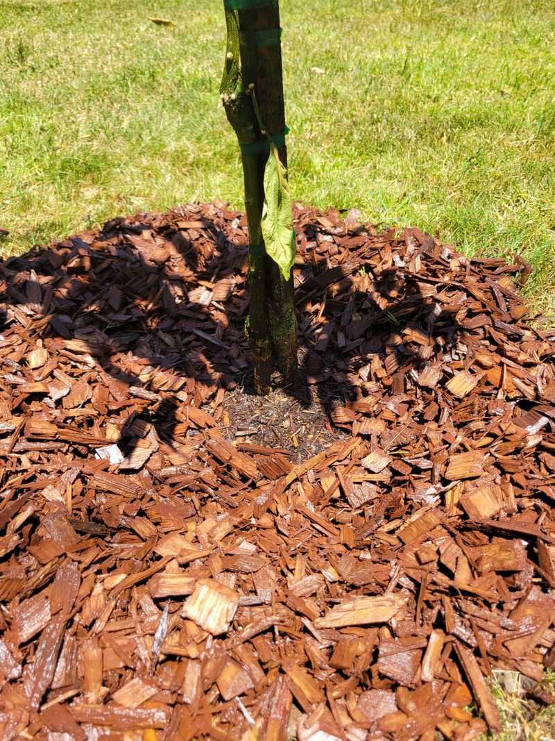 Mulch Protects Active Roots