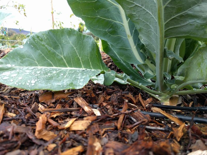 Mulch Protects Soil From Pounding Rain Mulch Protects Soil From Pounding Rain