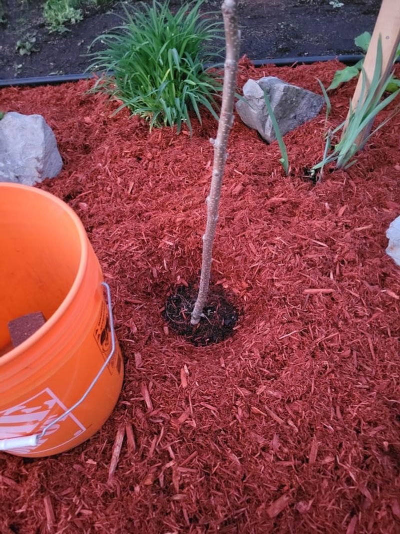 Mulch Pulled Back From The Bark