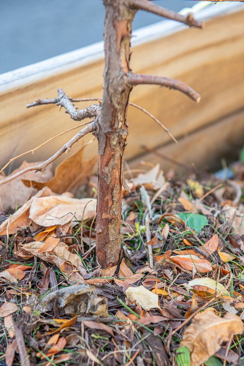 Mulch Pulled Back From The Trunk Lets Bark Stay Dry Mulch Pulled Back From The Trunk Lets Bark Stay Dry