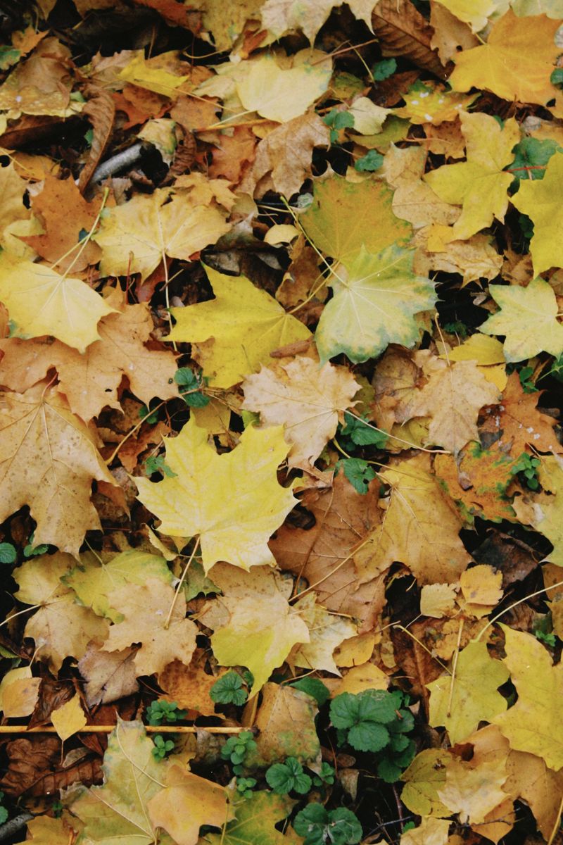 Mulch The Fallen Leaves Instead Of Bagging Them
