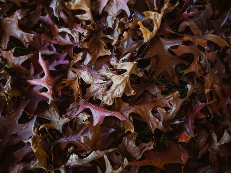 Mulch The Falling Leaves Mulch The Falling Leaves