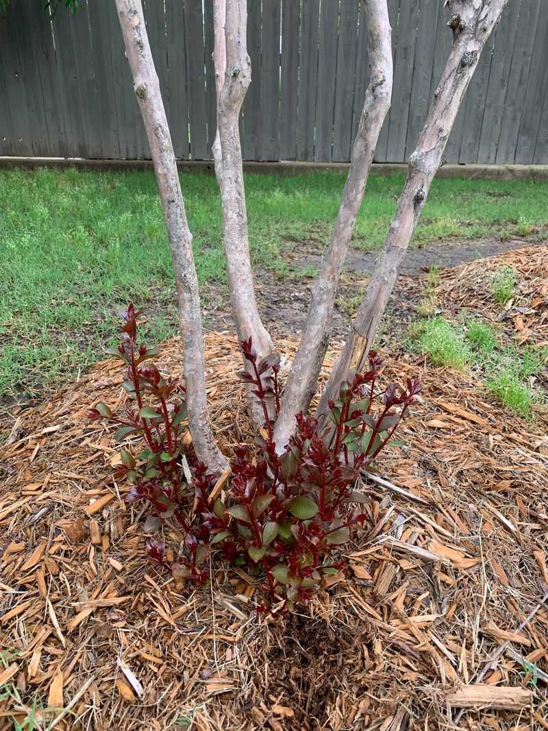 Mulch The Root Zone Before Winter