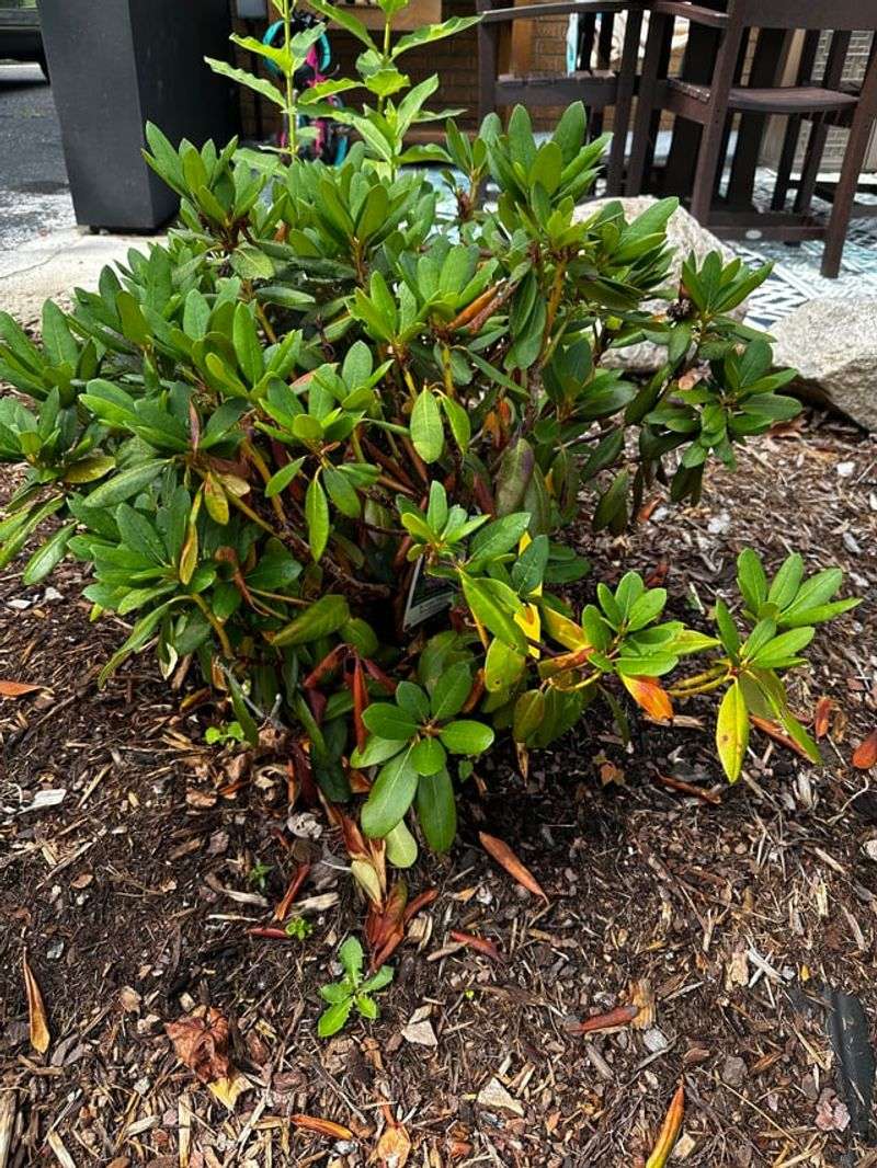 Mulch The Shallow Roots Mulch The Shallow Roots
