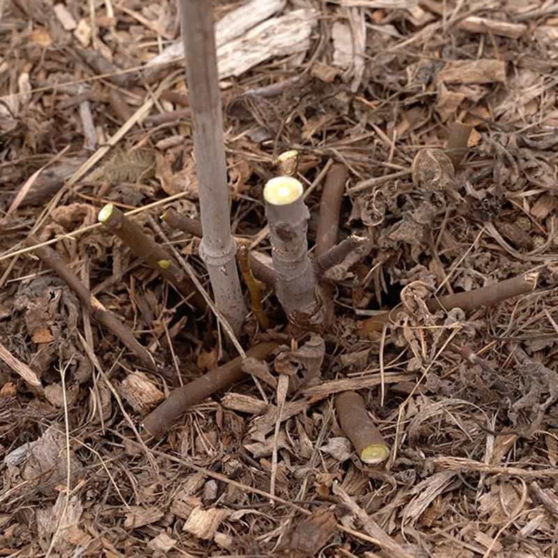 Mulch Thickly Around Your Fig Roots