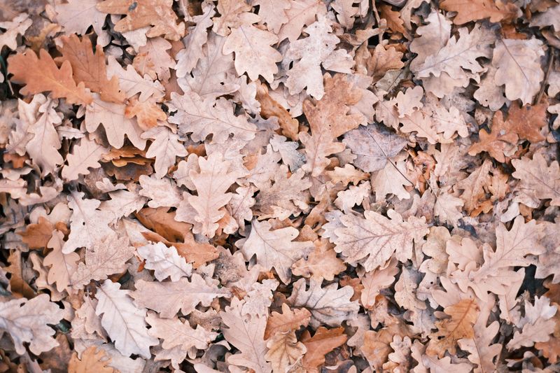 Mulch Those Fallen Oak Leaves Instead Of Bagging Them