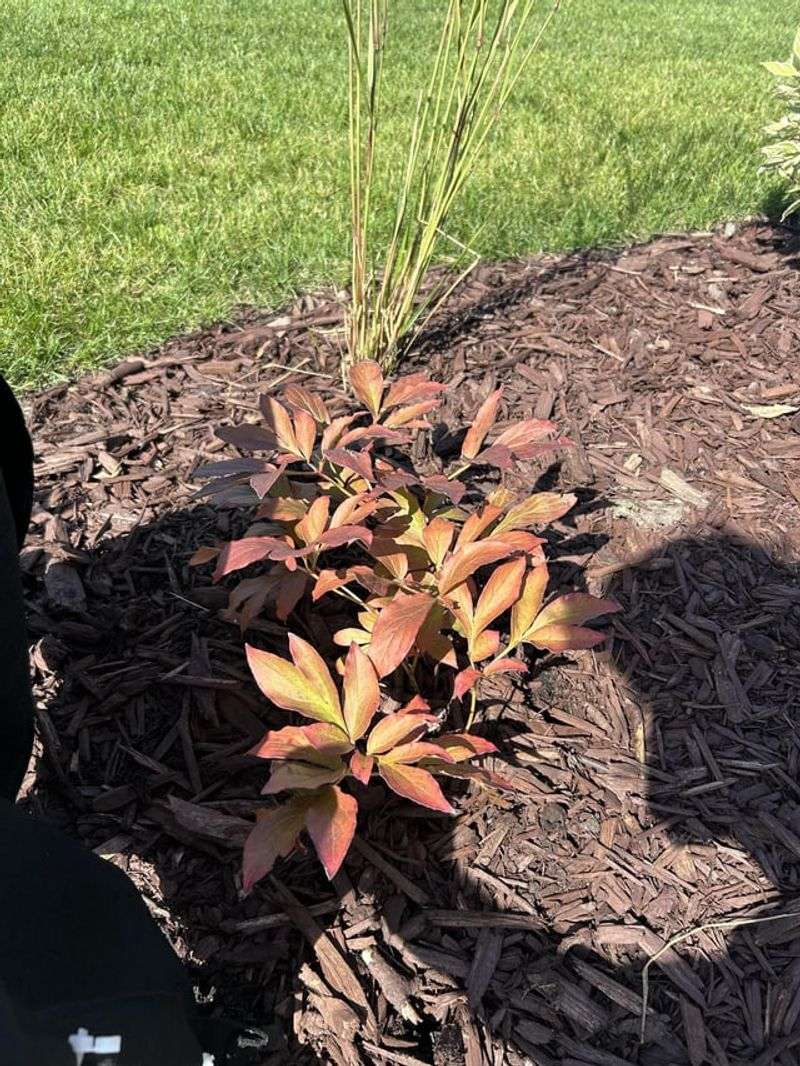 Mulch Timing For A Smooth Missouri Winter