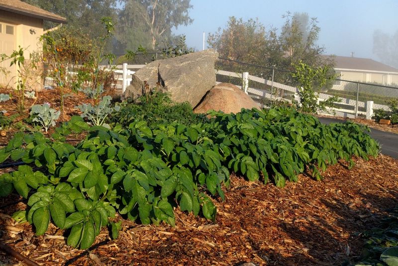 Mulch To Block Light Mulch To Block Light