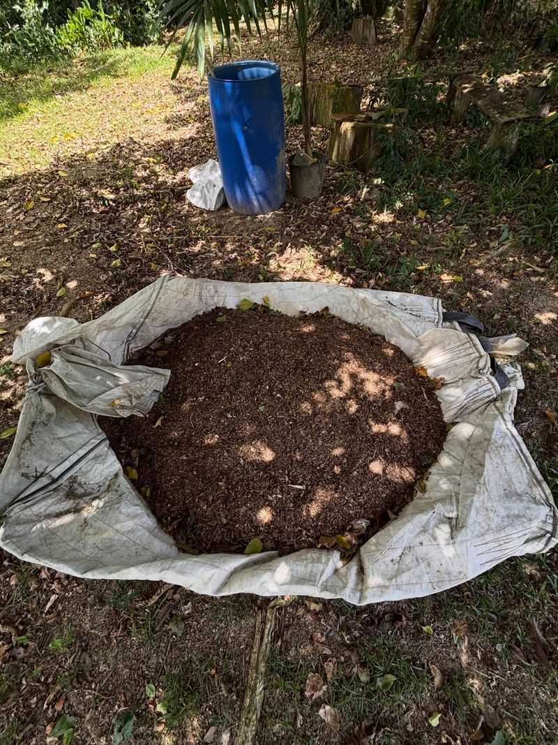 Mulch Tucks Your Bulbs In For Winter Mulch Tucks Your Bulbs In For Winter