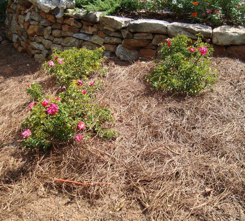 Mulching After The Soil Cools Protects Crowns Through Winter