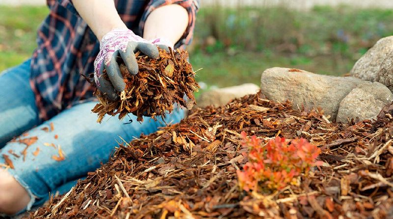 Mulching Protects Soil Before Winter Mulching Protects Soil Before Winter