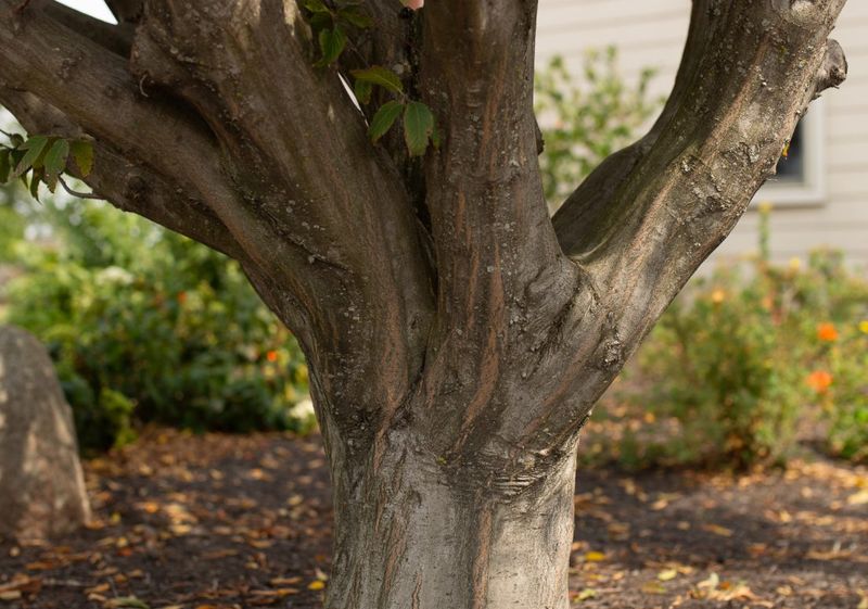 Multi-Trunk Trees Show Off Even More Bark Multi-Trunk Trees Show Off Even More Bark