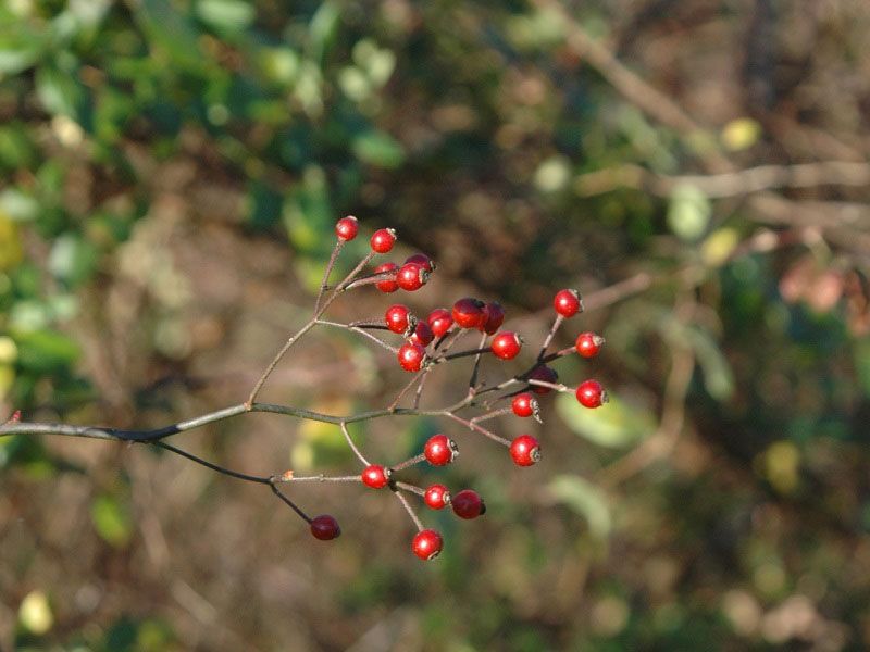 Multiflora Rose Hips Are Banned From New York Yards