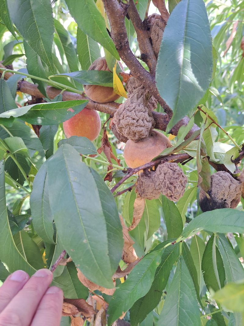Mummified Fruit Removed From The Branches