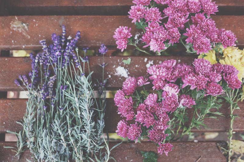 Mums, Lavender, And Other Plants To Prune In Spring