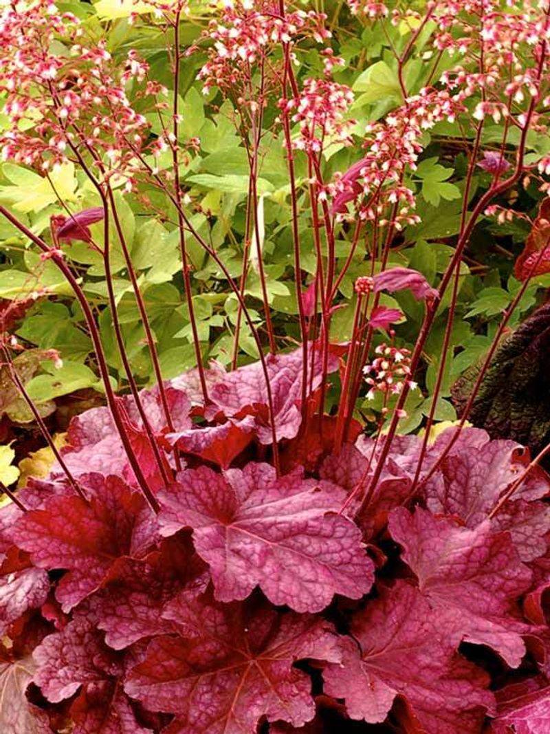 Mums, Shasta Daisies And Coral Bells Are Prone To Heaving Mums, Shasta Daisies And Coral Bells Are Prone To Heaving