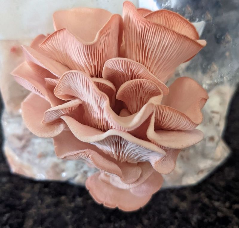 Mushroom Kits Need No Sunlight At All Mushroom Kits Need No Sunlight At All