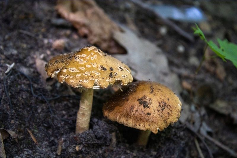 Mushrooms And Slime Molds Rising From Saturated Soil Mushrooms And Slime Molds Rising From Saturated Soil