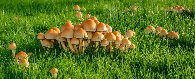 Mushrooms Are Just The Fruit Of That Network Mushrooms Are Just The Fruit Of That Network