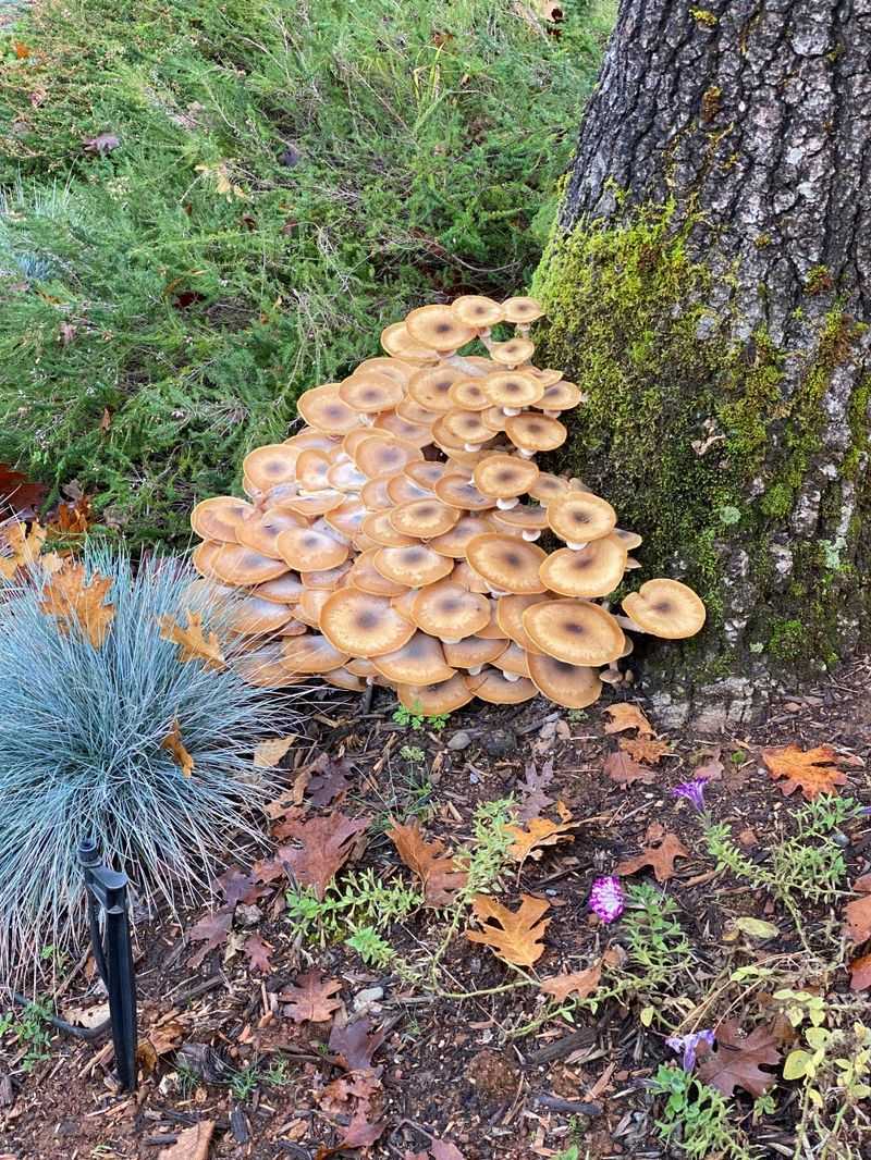 Mushrooms At The Base Suggest Root Rot