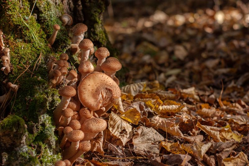 Mushrooms Near The Base