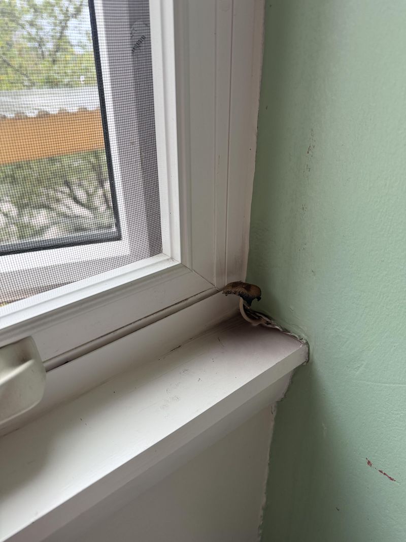 Mushrooms On Siding Or Sills Signal Wood Decay