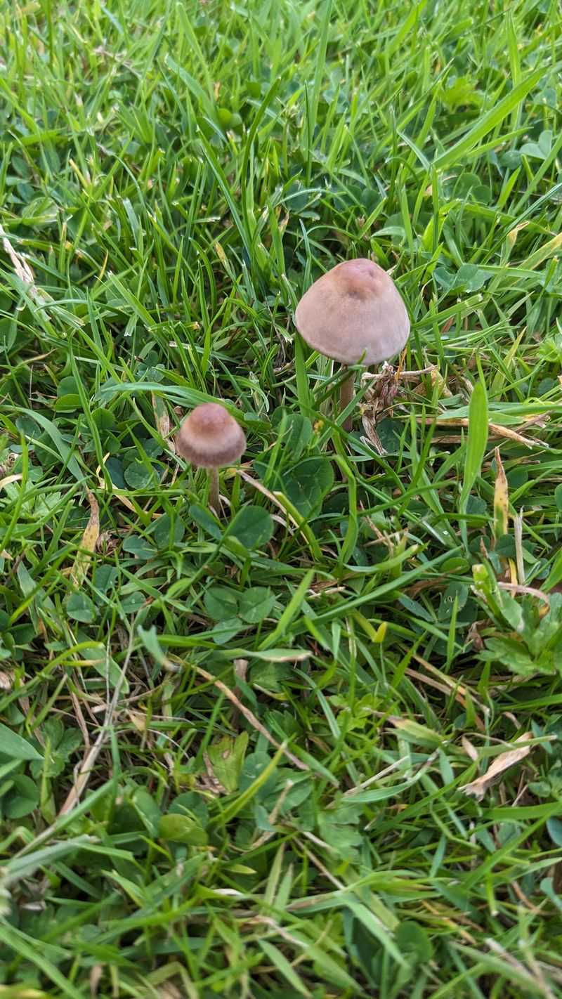 Mushrooms Popping Up Overnight Signal Moisture Runs Deep Mushrooms Popping Up Overnight Signal Moisture Runs Deep