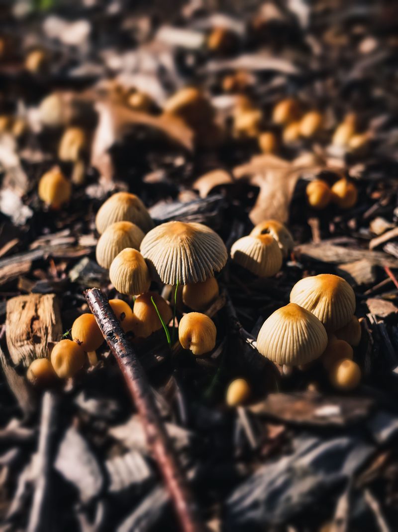 Mushrooms Sprouting In Wet Mulch