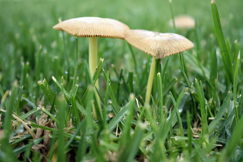 Mushrooms Themselves Rarely Harm Turf