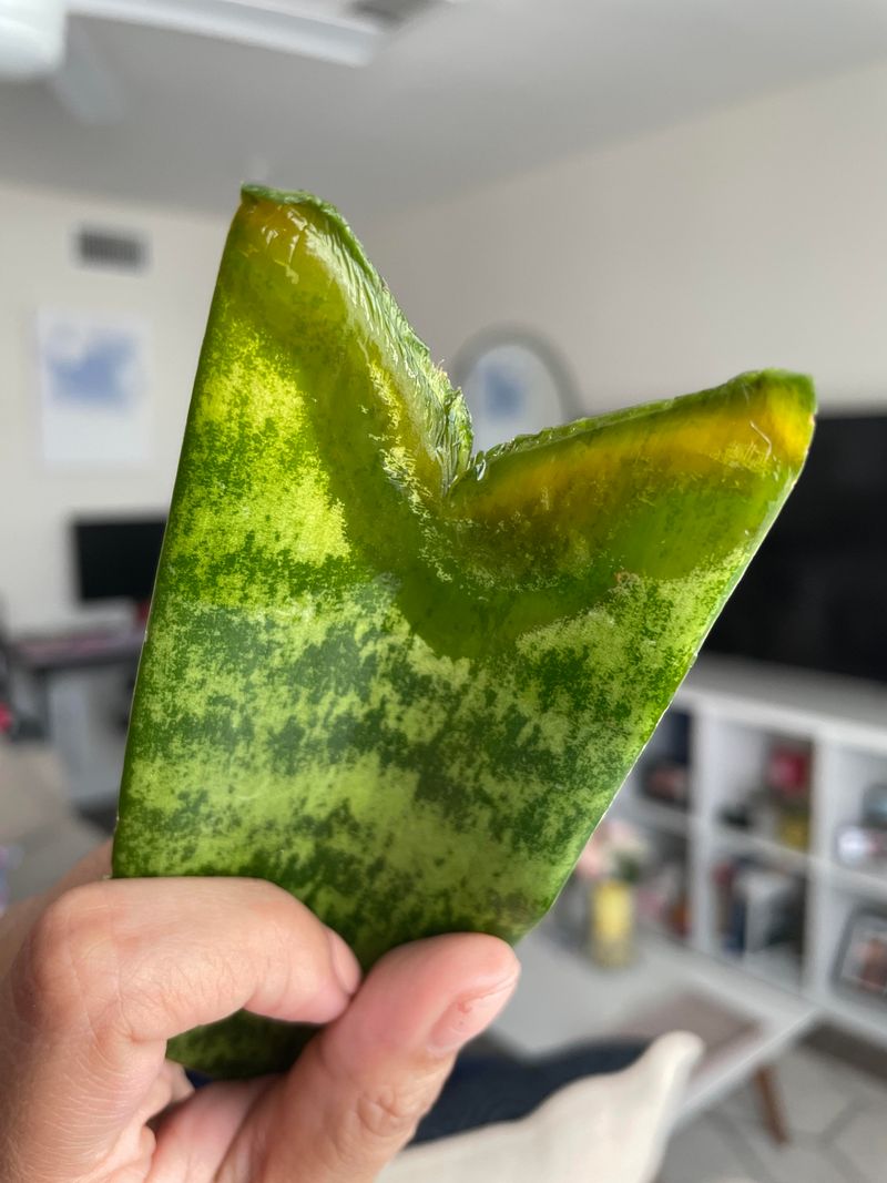 Mushy Stems And Faded Stripes Are Snake Plant Problems Worth Knowing Mushy Stems And Faded Stripes Are Snake Plant Problems Worth Knowing