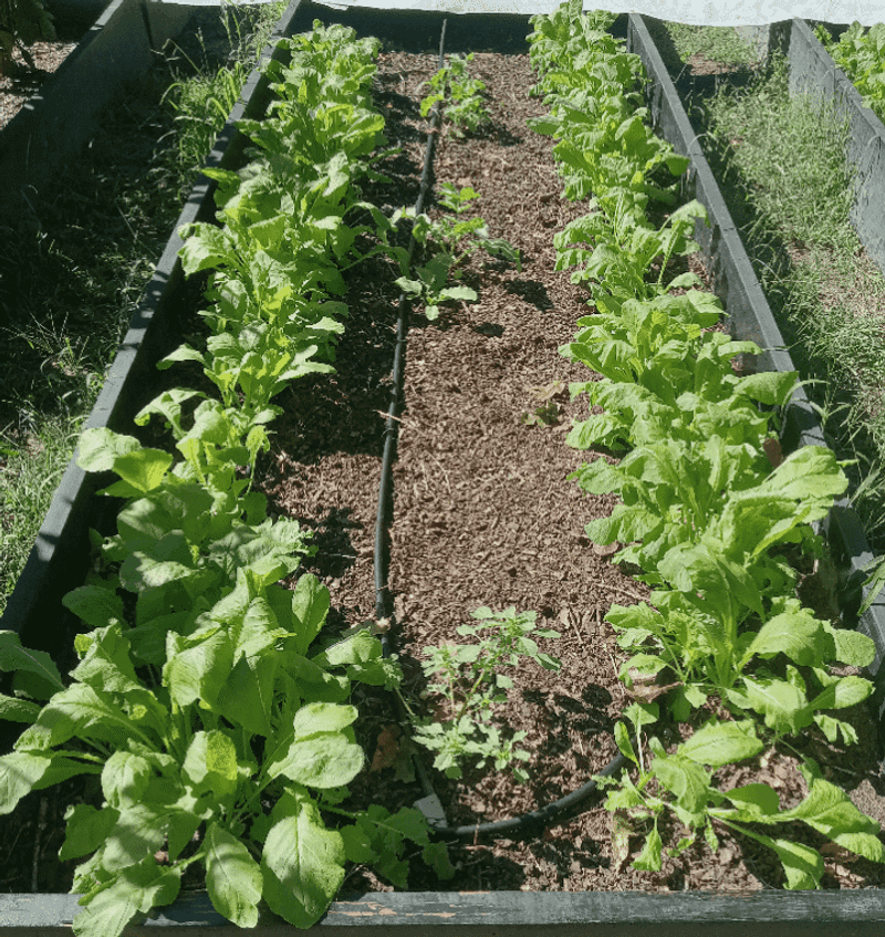 Mustard Greens That Shrug Off Frost