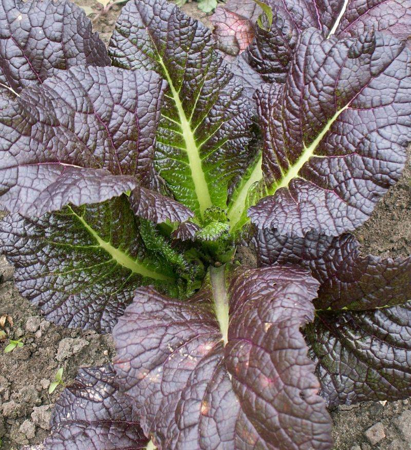 Mustard Greens Mustard Greens