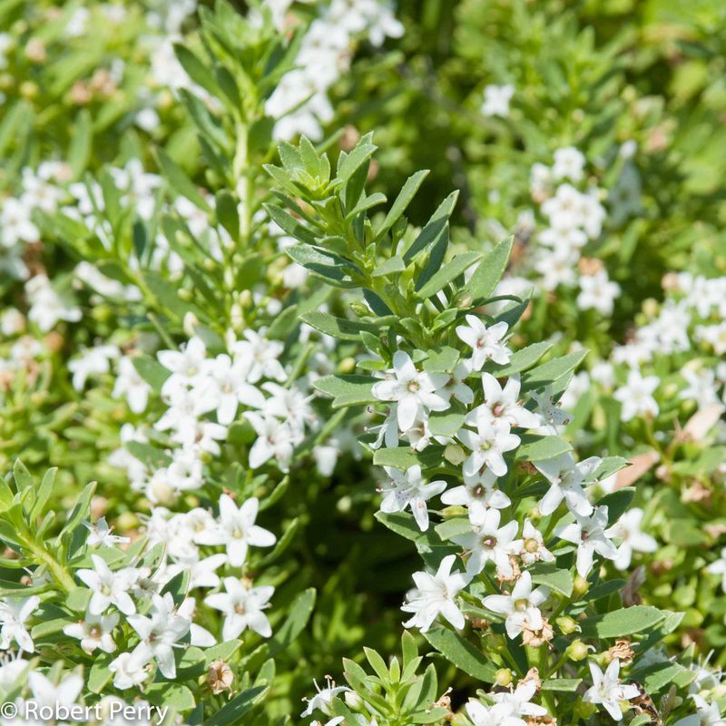 Myoporum Hedges Spread Beyond Coastal Yards