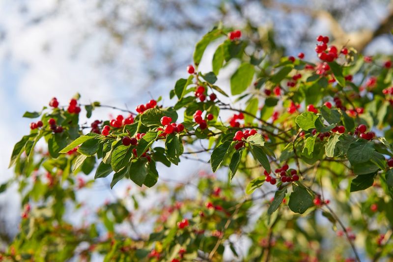 Myrtle-Leaved Holly Handles Wetter Spots