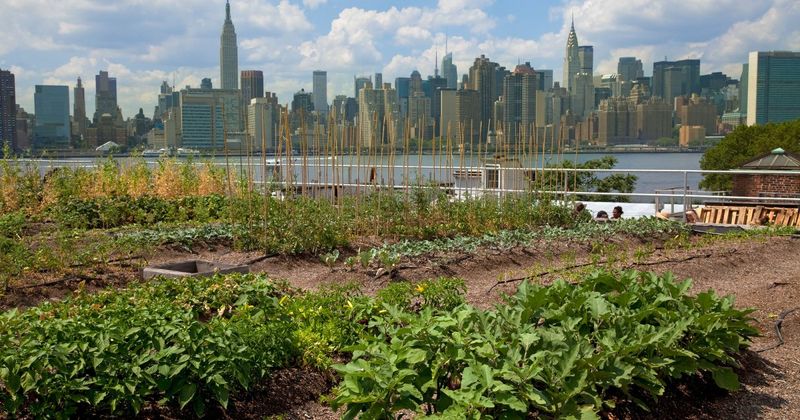 NYC’s Concrete Keeps Gardens Warm Into November NYC’s Concrete Keeps Gardens Warm Into November